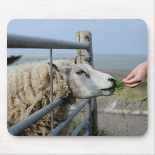 Sheep, Texel, Holland Mouse Mat