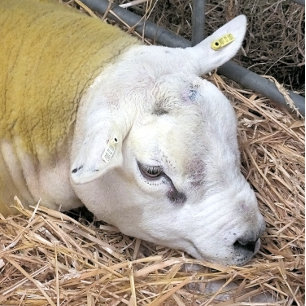 SHEEP TILE