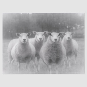 Sheep Tissue Paper