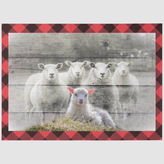 Sheep Tissue Paper (Front)