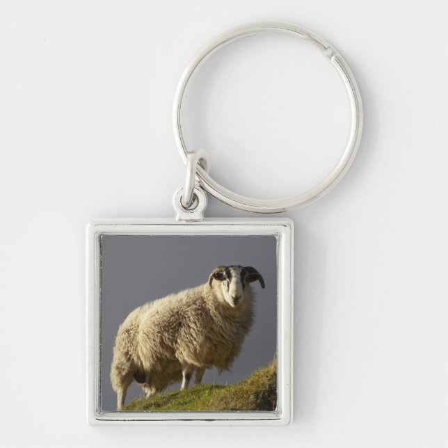 Sheep, Trotternish Peninsula, Isle of Skye, Key Ring (Front)