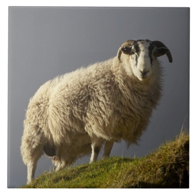 Sheep, Trotternish Peninsula, Isle of Skye, Tile (Front)