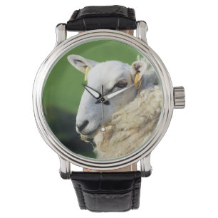 SHEEP  WATCH