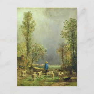 Sheep watching a Storm Postcard