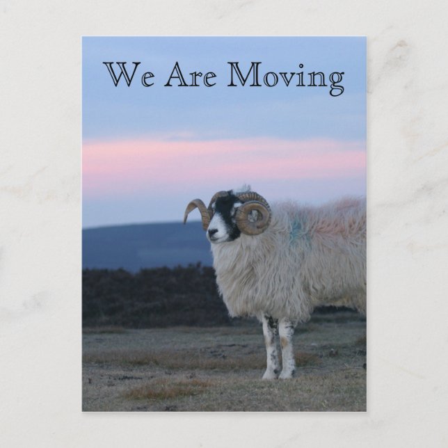 Sheep We Are Moving Card (Front)