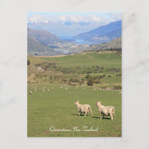 Sheep with a view, Queenstown NZ - Postcard