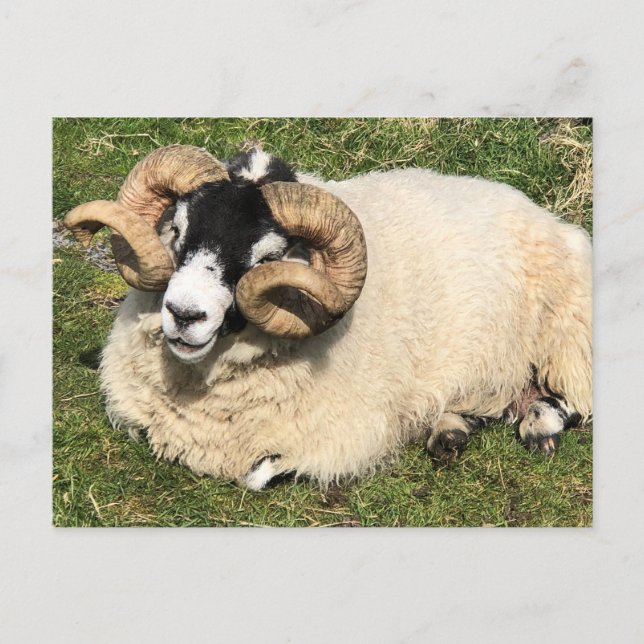 Sheep with Curly Horns. Isle of Islay, Scotland Postcard (Front)