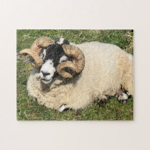Sheep with Curly Horns on Islay, Scotland. Sheep Jigsaw Puzzle