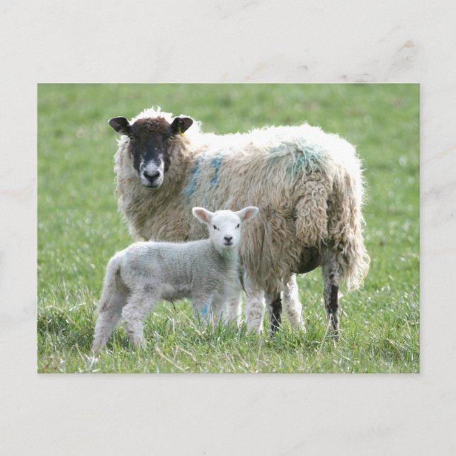 Sheep with her lamb postcard (Front)