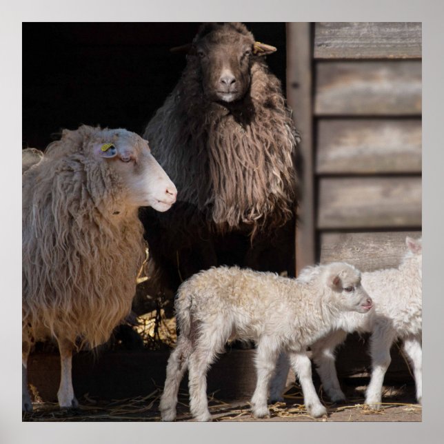 Sheep with Lambs Animal Photograph Poster (Front)