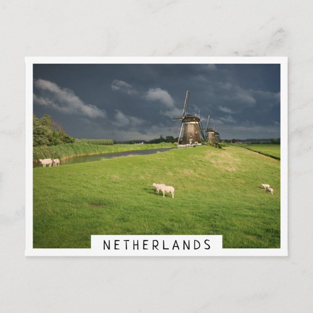 Sheep with windmills under dark clouds postcard (Front)