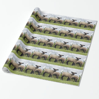 sheep wrapping paper