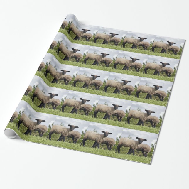 sheep wrapping paper (Unrolled)