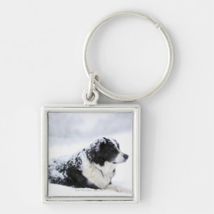 Sheepdog (Akbash/collie mix) lying out during Key Ring