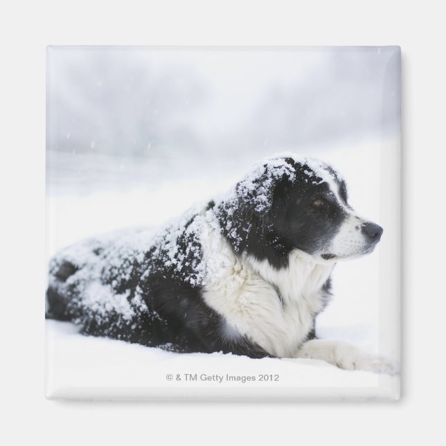 Sheepdog (Akbash/collie mix) lying out during Magnet (Front)