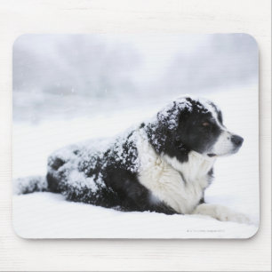 Sheepdog (Akbash/collie mix) lying out during Mouse Mat