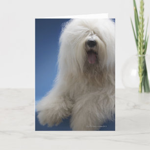 Sheepdog Card
