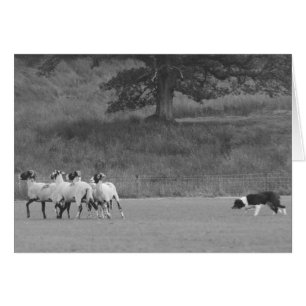 Sheepdog Herding Sheep Card
