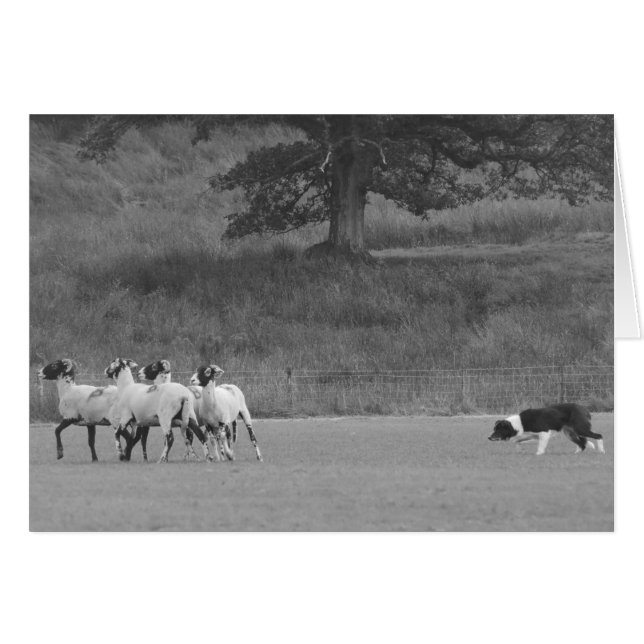 Sheepdog Herding Sheep Card (Front Horizontal)