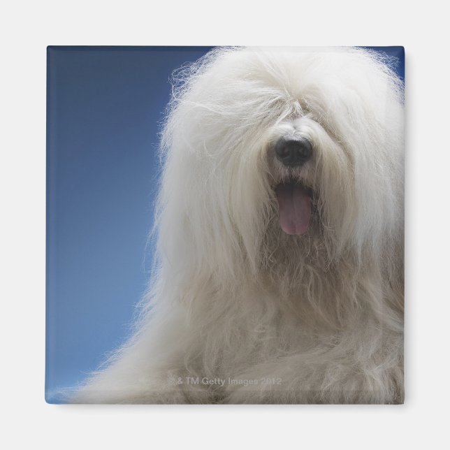 Sheepdog Magnet (Front)