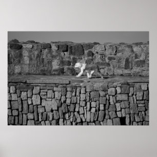 Sheepdog On Pier Poster