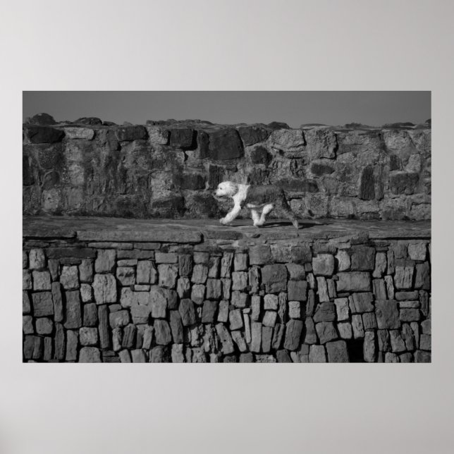 Sheepdog On Pier Poster (Front)