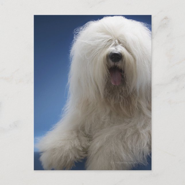 Sheepdog Postcard (Front)