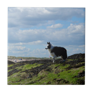 Sheepdog Ready on Rocks Tile
