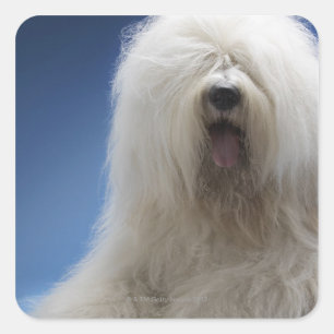 Sheepdog Square Sticker