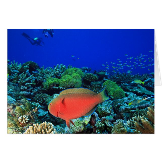 Sheephead Parrotfish Scarus (Front Horizontal)