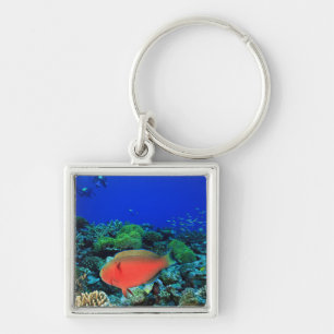 Sheephead Parrotfish Scarus Key Ring