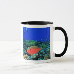 Sheephead Parrotfish Scarus Mug