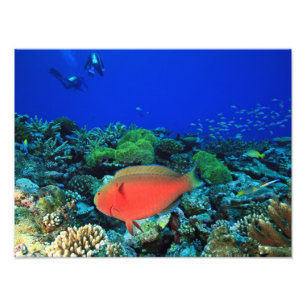 Sheephead Parrotfish Scarus Photo Print