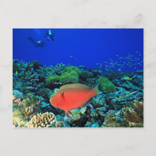 Sheephead Parrotfish Scarus Postcard