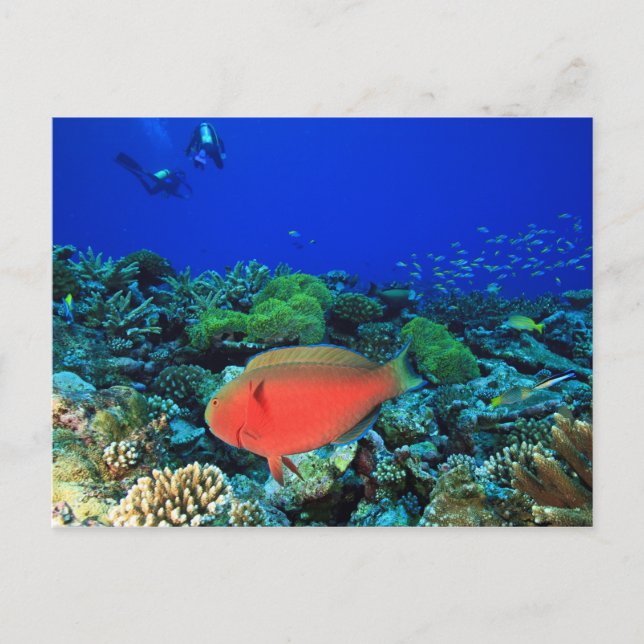 Sheephead Parrotfish Scarus Postcard (Front)