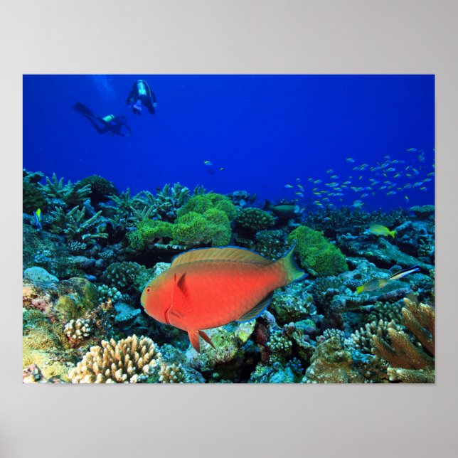 Sheephead Parrotfish Scarus Poster (Front)
