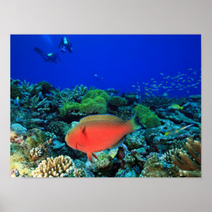 Sheephead Parrotfish Scarus Poster