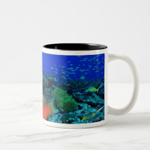 Sheephead Parrotfish Scarus Two-Tone Coffee Mug