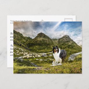 Sheepherding Tricolor Rough Collie - Collectable Postcard