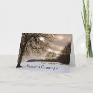 Sheeps Holiday Card