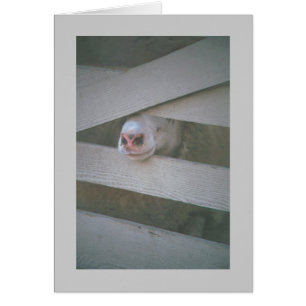 sheep's muzzle through fence