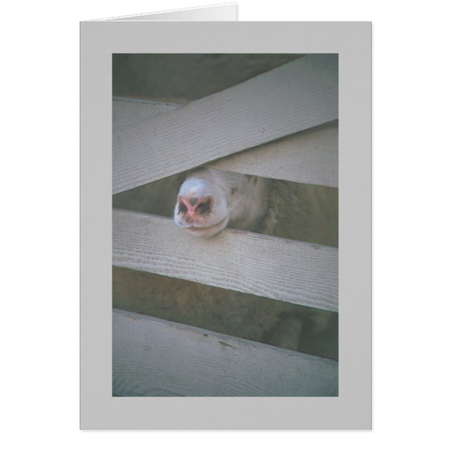sheep's muzzle through fence (Front)