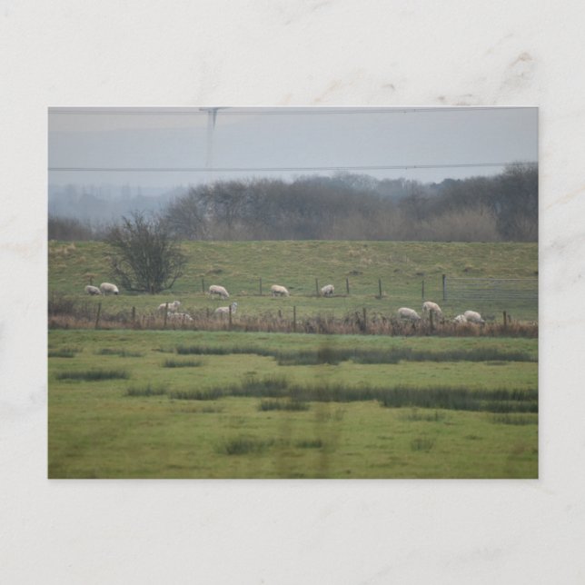 Sheeps Postcard (Front)