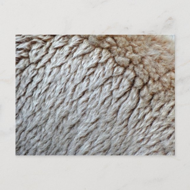 Sheep's Wool Abstract Nature Photo Postcard (Front)