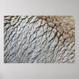 Sheep's Wool Abstract Nature Photo Poster