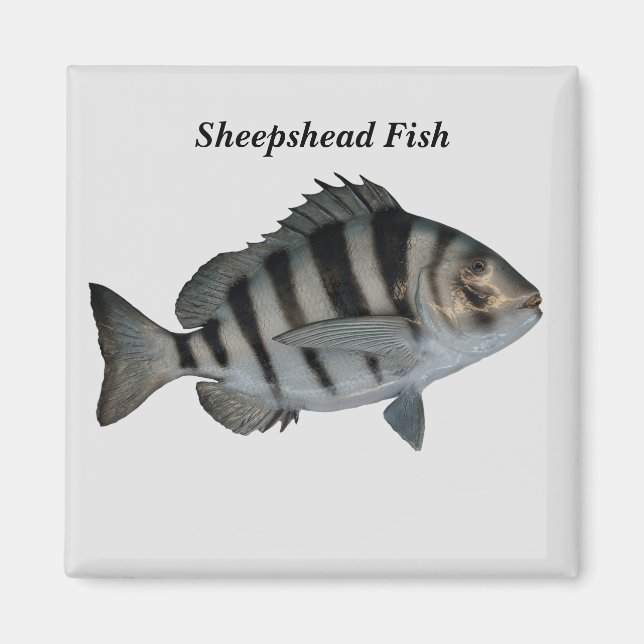 sheepshead fish magnet (Front)