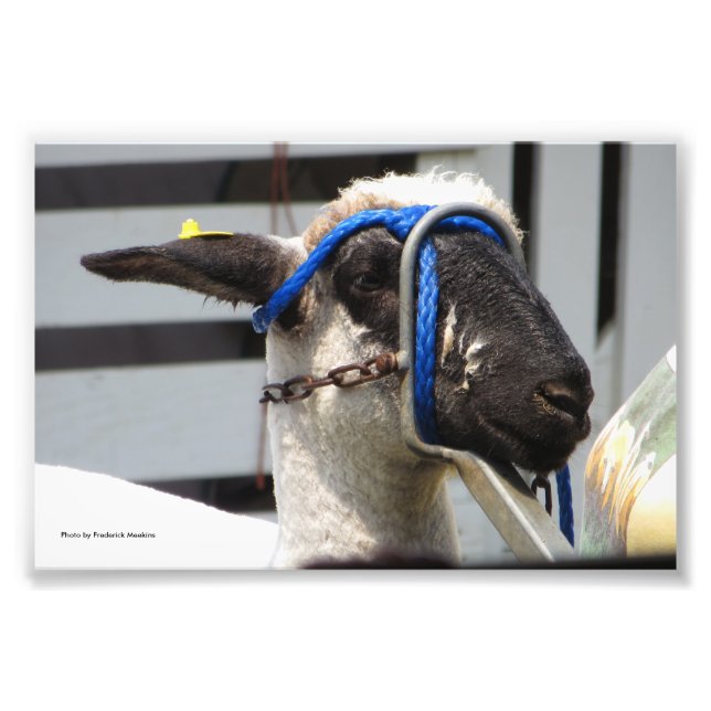 Sheered Sheep Photo Print (Front)