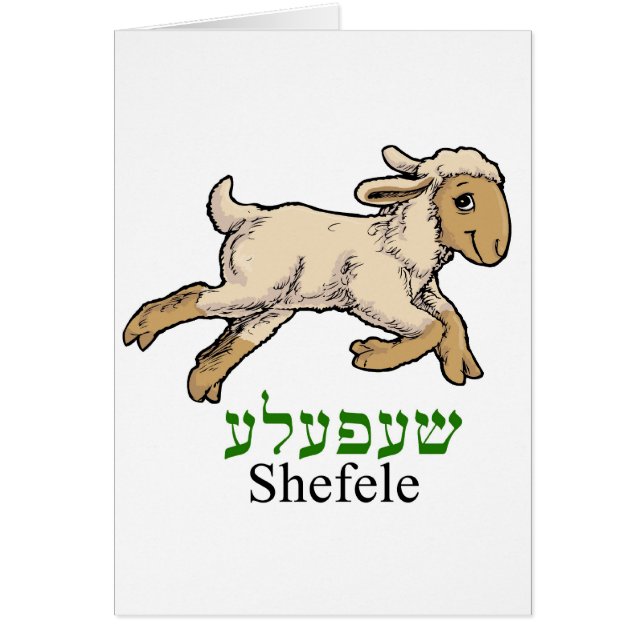 "Shefeleh"-little lamb (Front)