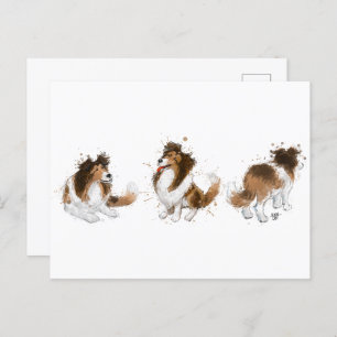 Sheldon the Sheltie Three Poses Postcard