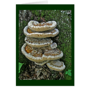 Shelf Fungi on Stump
